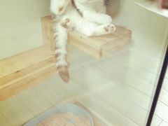 -70cat德文卷毛猫·缅因猫纯种猫舍