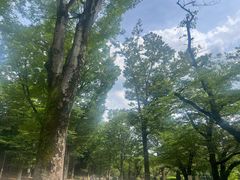 -井之头恩赐公园