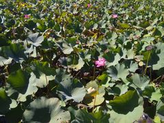 -羊亭河湿地公园