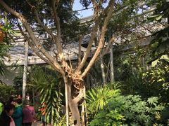 -北京植物园-展览温室