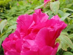 -莲花池公园