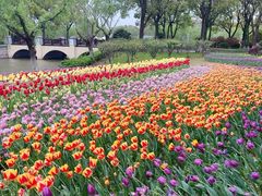 -上海鲜花港