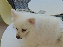 -怪兽屋·羊驼·猫咖·狗咖(俊华广场店)