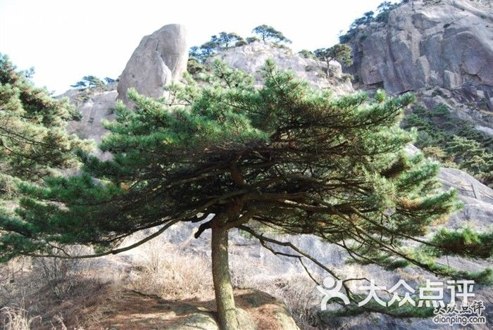 黄山风景区蒲团松图片-北京自然风光-大众点评网