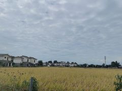 -桤木河湿地公园