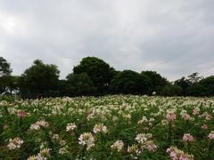景点-松山湖梦幻百花洲
