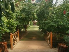 -北京呀路古热带植物园