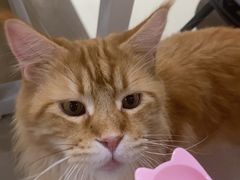 -藏猫猫咖啡主题馆(中央大道店)