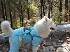 -阳台山自然风景区