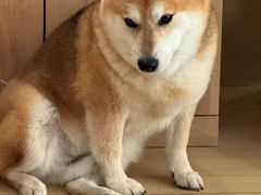 -是阿柴呀！柴犬咖啡·爱喵喵猫咖