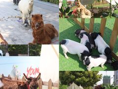 -成都泰迪熊博物馆