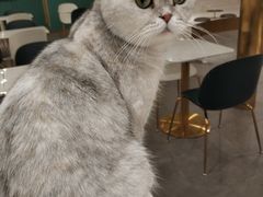 -飞行喵MR PILOT|猫舍·猫咖(静安大融城店)