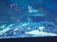 -烟台海昌鲸鲨海洋公园