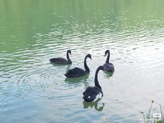 -广州白江湖森林公园