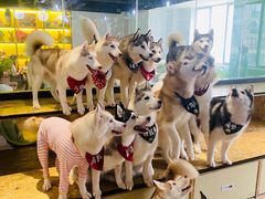 -Husky Go! 哈士奇体验馆·宠物咖啡厅狗咖