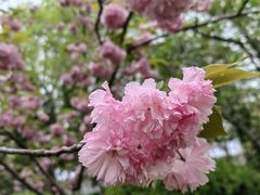 -顾村公园