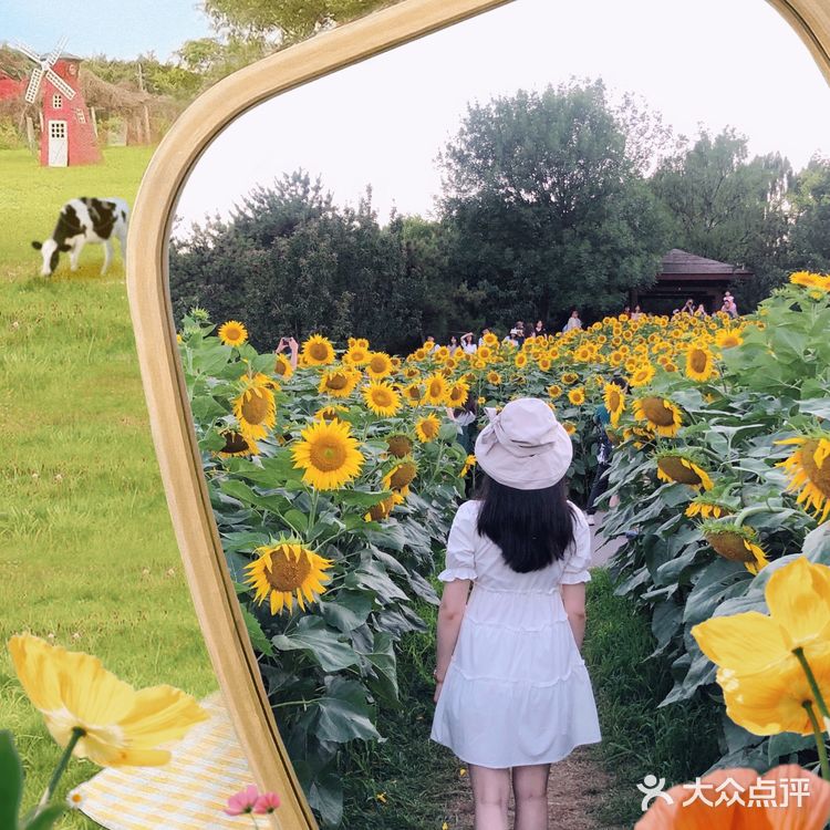 奥森百亩向日葵开啦🌻太美太出片了🌻 