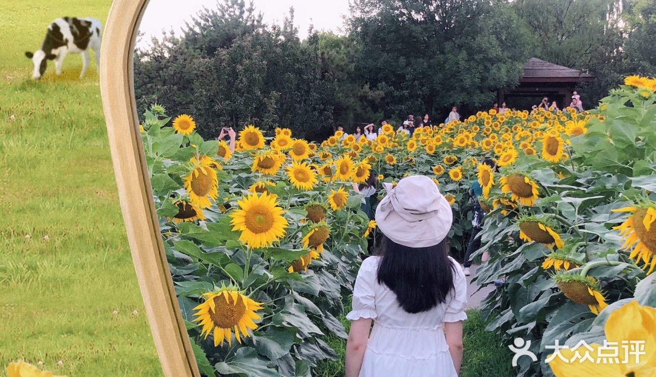 奥森百亩向日葵开啦🌻太美太出片了🌻 
