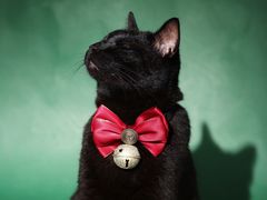 -超宠爱宠物摄影-Super pet