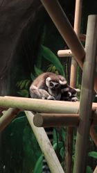 -Zoolung Zoolung动物主题公园(海信广场店)