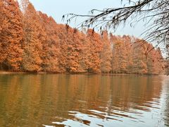 -上海海湾国家森林公园