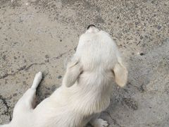 -乌托邦轰趴日租聚会别墅(先生的院子店)