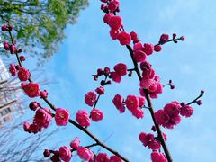 -洋湖国家湿地公园