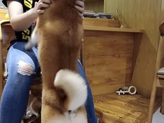 -柴务处·柴犬主题狗咖