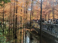 -梅峰山地公园