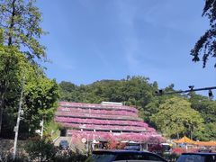 -深圳仙湖植物园