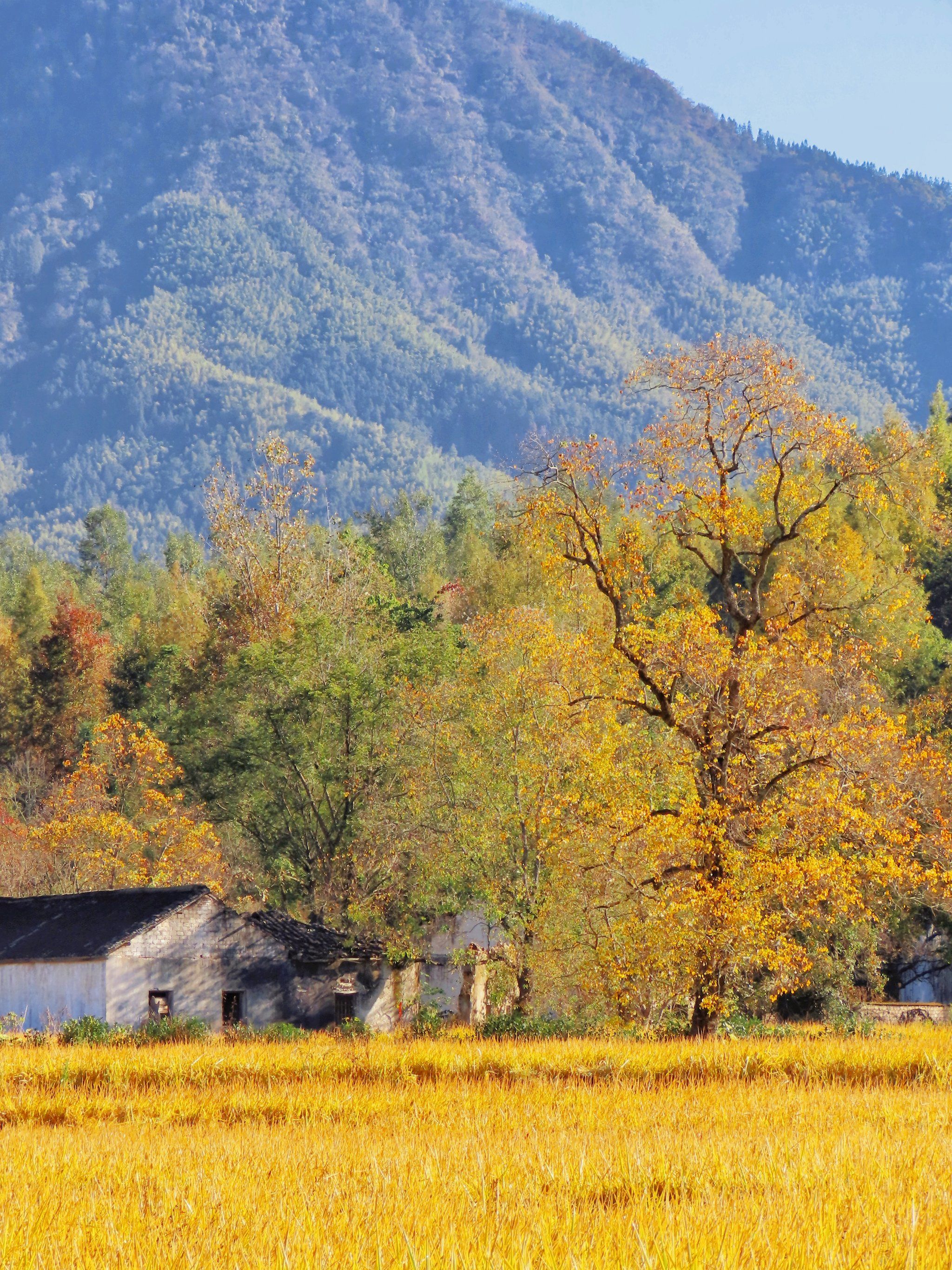 为了中国四大秋色美景,我专门去了趟皖南