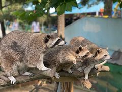 -西霞口神雕山野生动物世界