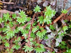 -叠溪松坪沟景区