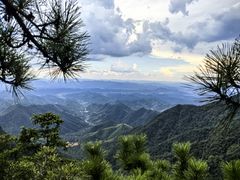 -天目山大树王景区