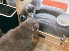 -1013 PET SHOP精品宠物商店(丁香店)