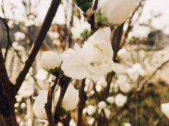 -渭南桃花源民俗文化园