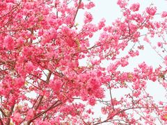 -天适樱花悠乐园