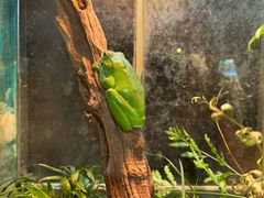 -上海大自然野生昆虫馆(东方明珠·爬宠昆虫探索中心)