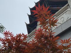 -铁山坪森林公园