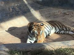 -昆明动物园