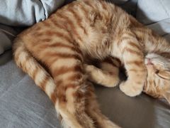 -艾贝尔宠物诊疗