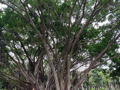 -福田红树林生态公园