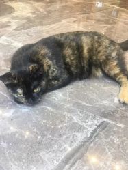 -RL Nail·瑞丽美甲美睫品牌原创店