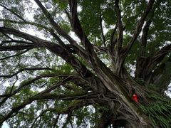 -南靖田螺坑土楼群景区