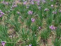 -贵阳市花溪国家城市湿地公园