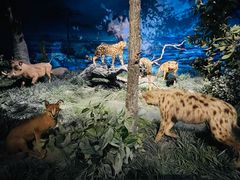 -国家自然博物馆