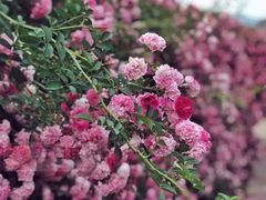 -洪湖湿地生态园