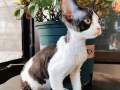 -70cat德文卷毛猫·缅因猫纯种猫舍