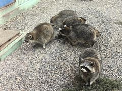 -秦皇岛野生动物园