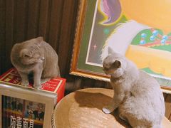 -more than meow吴止猫主题餐厅(承德 中船汇店)